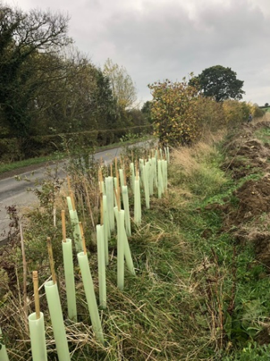 Belectric Bolsover 7 - Hedging and plants