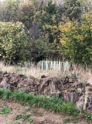 Belectric Bolsover 8 - Hedging and plants