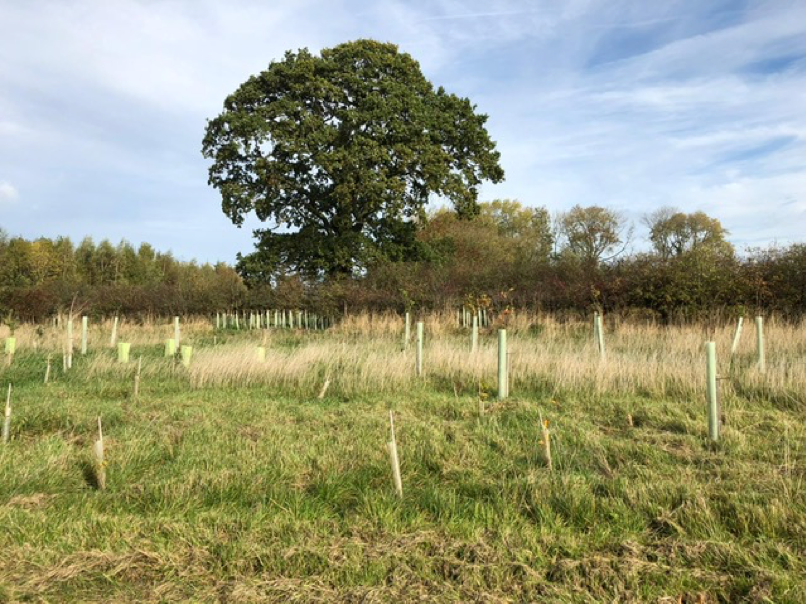 Belectric Bolsover 9 - Hedging and plants